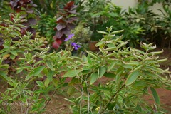 Tibouchina urvilleana